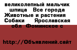 великолепный мальчик шпица - Все города Животные и растения » Собаки   . Ярославская обл.,Фоминское с.